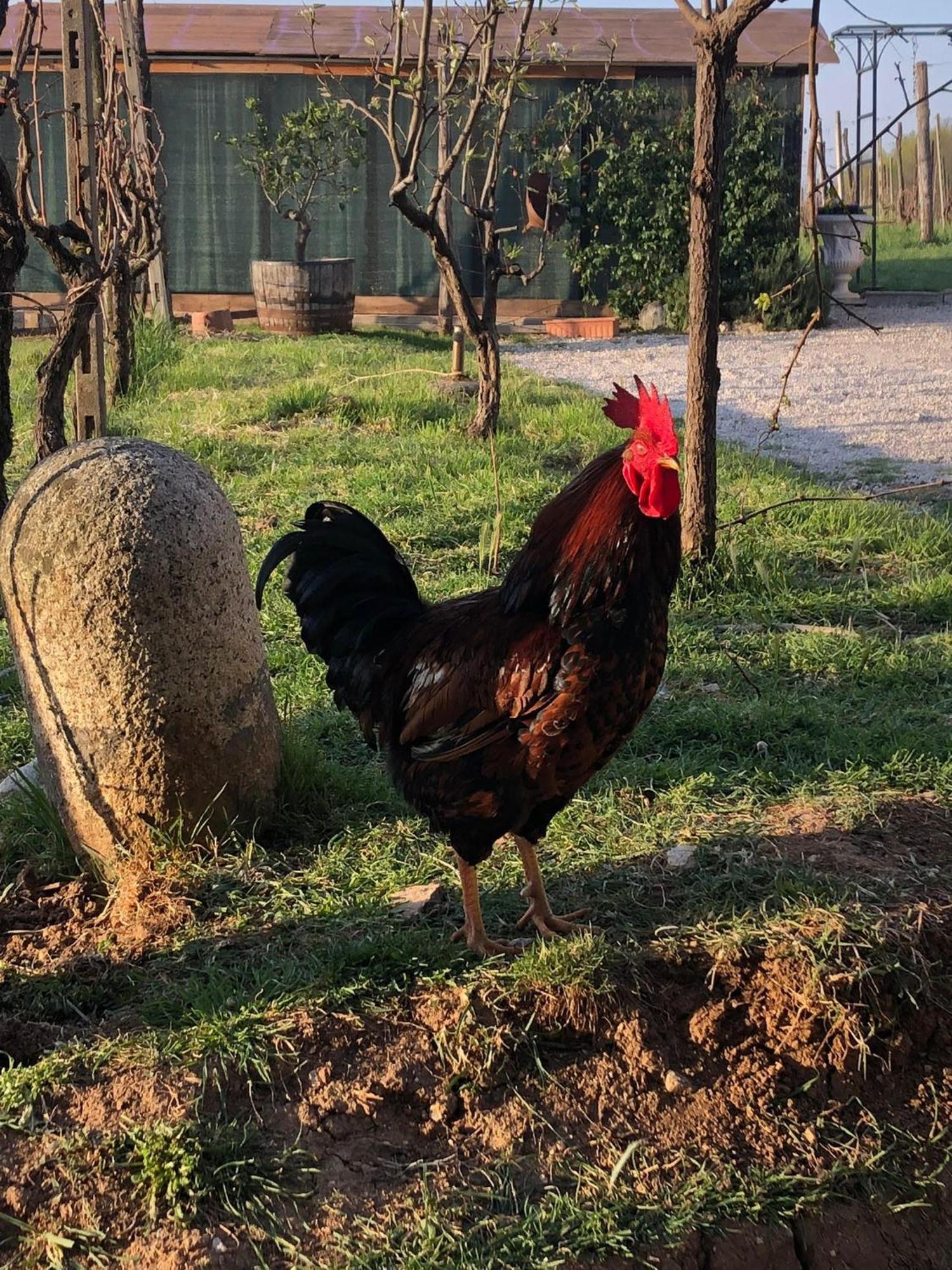 La Bosca Agriturismo غافاردو المظهر الخارجي الصورة